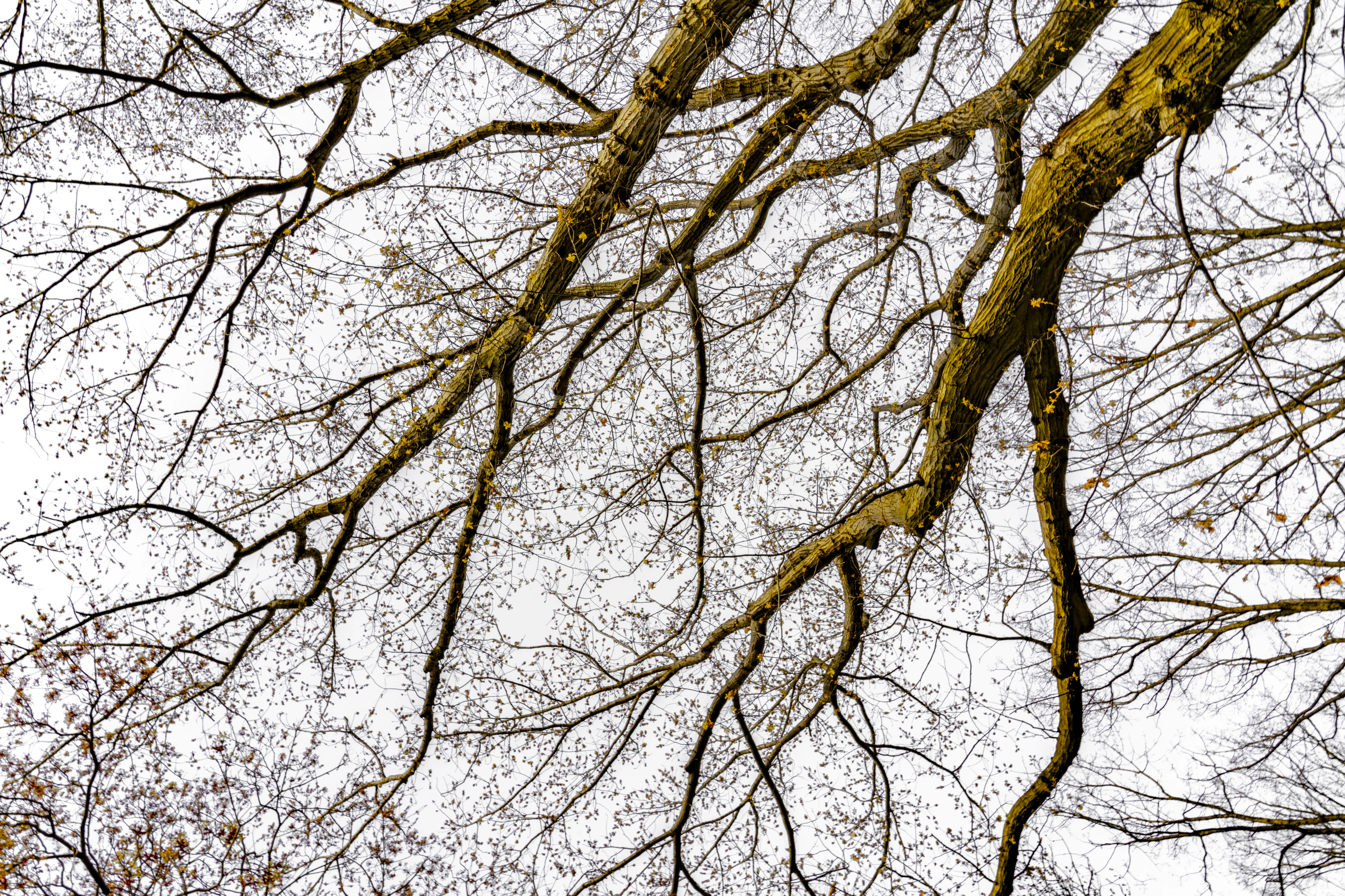 MATTHEW SWARTS - PROJECTS DSC00918 SCALED MATTHEW SWARTS LARGE, LEAFLESS TREE BRANCHES STRETCH ACROSS A CLOUDY SKY, CREATING AN INTRICATE NETWORK OF DARK LINES. A FEW REMAINING SMALL LEAVES ARE SCATTERED AMONG THE BRANCHES IN THIS STRIKING VISUAL, CAPTURED FROM BELOW WITH AN ARTIST’S EYE FOR DETAIL.