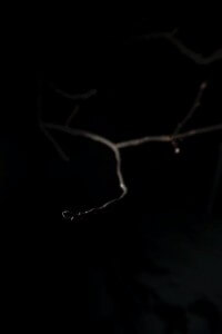 MATTHEW SWARTS A THIN TREE BRANCH EXTENDS INTO DARKNESS, FAINTLY ILLUMINATED AGAINST A BLACK BACKGROUND, CREATING A STRIKING VISUAL REMINISCENT OF ART OR ANIMATION, WITH THE REST OF THE BRANCH AND SURROUNDINGS BARELY VISIBLE IN THE LOW LIGHT.