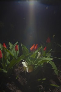 MATTHEW SWARTS RED TULIPS AND WHITE DAFFODILS ILLUMINATED BY A BEAM OF LIGHT IN A DARK GARDEN EVOKE THE BEAUTY OF ART, WITH GREEN LEAVES AND SOIL VISIBLE AT THE BASE OF THE PLANTS, REMINISCENT OF A MATTHEW SWARTS ANIMATION.