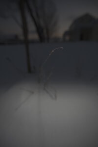 MATTHEW SWARTS A SINGLE DRY GRASS STALK IS ILLUMINATED AGAINST DARK, SNOWY GROUND AT DUSK, RESEMBLING A STILL FROM AN ATMOSPHERIC ANIMATION, WITH BLURRED TREES AND A HOUSE IN THE BACKGROUND.