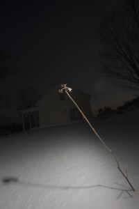 MATTHEW SWARTS A SINGLE DRIED PLANT STEM STICKS OUT OF THE SNOW AT NIGHT, ILLUMINATED BY A LIGHT SOURCE. IN THE BACKGROUND, A HOUSE AND BARE TREES ARE VISIBLE UNDER A DARK SKY—AN EVOCATIVE SCENE REMINISCENT OF MATTHEW SWARTS’ ART.