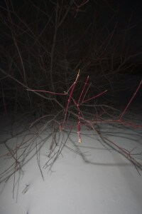 MATTHEW SWARTS A CLUSTER OF THIN, REDDISH-BROWN BRANCHES, SOME LIGHTLY FROSTED, EXTENDS OVER SNOW AT NIGHT. THE DARK BACKGROUND CREATES A STRIKING VISUAL CONTRAST, HIGHLIGHTING THE INTRICATE, BARE TWIGS IN THE CONTEMPORARY WINTER SCENE.