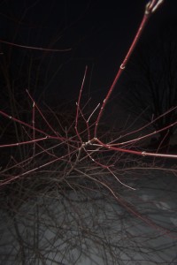 MATTHEW SWARTS RED-TINTED, LEAFLESS BRANCHES STRETCH OUTWARD IN VARIOUS DIRECTIONS AT NIGHT, VISUALLY ILLUMINATED AGAINST A DARK BACKGROUND WITH SNOW COVERING THE GROUND BELOW, CREATING A SCENE REMINISCENT OF AN ANIMATION OR VIDEO STILL.