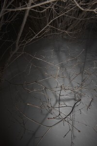 MATTHEW SWARTS BARE TREE BRANCHES ARE ILLUMINATED IN THE FOREGROUND, CASTING SHADOWS ON A SMOOTH, SNOW-COVERED GROUND AT NIGHT. IN THIS EVOCATIVE ANIMATION BY MATTHEW SWARTS, MORE LEAFLESS BRANCHES AND DARKNESS FILL THE BACKGROUND.