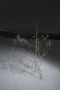 MATTHEW SWARTS A DRIED, LEAFLESS PLANT STANDS IN A PATCH OF SNOW, ILLUMINATED BY A SPOTLIGHT AGAINST A DARK, CLOUDY SKY, CREATING A STARK CONTRAST REMINISCENT OF ART OFTEN SEEN IN DRAMATIC ANIMATION.