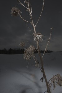 MATTHEW SWARTS A DRIED, SPIKY PLANT STANDS IN A SNOWY FIELD UNDER A DARK, CLOUDY SKY, CREATING A STRIKING CONTEMPORARY VISUAL WITH SHADOWS CAST ON THE SNOW.