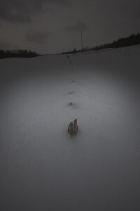 MATTHEW SWARTS A ROW OF WOODEN FENCE POSTS PARTIALLY BURIED IN SNOW STRETCHES INTO THE DISTANCE AT NIGHT, ILLUMINATED BY A CIRCULAR BEAM OF LIGHT AGAINST A DARK, CLOUDY SKY, EVOKING THE MOOD OF CONTEMPORARY ART.
