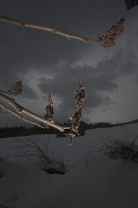 MATTHEW SWARTS SNOW-COVERED LANDSCAPE WITH A CLOUDY, DARK SKY EVOKES A CONTEMPORARY VISUAL SCENE. IN THE FOREGROUND, BARE TREE BRANCHES WITH CLUSTERS OF RED BERRIES APPEAR ARTFULLY SILHOUETTED AGAINST THE WINTRY BACKGROUND.