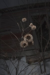 MATTHEW SWARTS CLOSE-UP VISUAL OF DRIED BURDOCK SEED HEADS ON THIN BRANCHES IN FRONT OF A WEATHERED WOODEN BUILDING, WITH PATCHES OF SNOW ON THE GROUND. THE SCENE APPEARS TO BE OUTDOORS IN WINTER.
