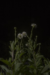MATTHEW SWARTS TALL GREEN STEMS WITH WHITE DAISY-LIKE FLOWERS ARE ILLUMINATED AGAINST A DARK, BLACK BACKGROUND, CREATING A DRAMATIC VISUAL CONTRAST AND HIGHLIGHTING THE FLOWERS' DELICATE PETALS LIKE A WORK OF ART.