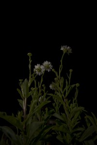 MATTHEW SWARTS WHITE DAISIES WITH GREEN STEMS AND LEAVES ARE ILLUMINATED AGAINST A COMPLETELY BLACK BACKGROUND, HIGHLIGHTING THE FLOWERS WHILE THE SURROUNDINGS FADE INTO DARKNESS—A STRIKING VIDEO ARTWORK BY MATTHEW SWARTS.