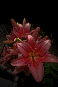 MATTHEW SWARTS CLOSE-UP OF A CLUSTER OF PINK LILIES IN BLOOM, THEIR VIBRANT PETALS AND BRIGHT YELLOW STAMENS CREATING A STUNNING VISUAL AGAINST DARK SURROUNDINGS. SOME BUDS ARE STILL CLOSED, AND GREEN LEAVES AT THE BOTTOM ENHANCE THIS NATURAL WORK OF ART.