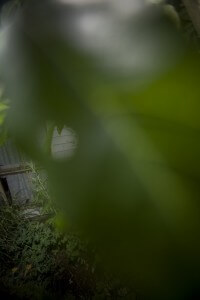 MATTHEW SWARTS LARGE GREEN LEAVES OBSCURE MOST OF THE IMAGE, WITH BLURRY VEGETATION AND THE HINT OF A WINDOW FRAME AND SIDING IN THE BACKGROUND, CREATING A HIDDEN, OVERGROWN GARDEN ATMOSPHERE REMINISCENT OF VISUAL ART.