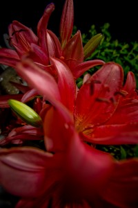 MATTHEW SWARTS CLOSE-UP OF VIBRANT RED LILIES WITH VISIBLE STAMENS AND GREEN LEAVES, SET AGAINST A DARK BACKGROUND. THE PETALS ARE SLIGHTLY BLURRED IN THE FOREGROUND, CREATING A DRAMATIC, LUSH EFFECT REMINISCENT OF MATTHEW SWARTS’ ART.