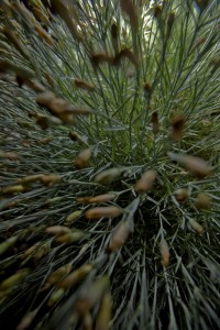 MATTHEW SWARTS CLOSE-UP VIEW OF DENSE, SPIKY GREEN FOLIAGE WITH BROWN-TIPPED LEAVES, CREATING A TEXTURED AND ALMOST ABSTRACT PATTERN THAT RADIATES OUTWARD FROM THE CENTER—A COMPOSITION REMINISCENT OF CONTEMPORARY ART BY MATTHEW SWARTS.