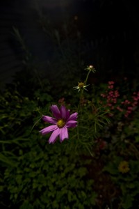 MATTHEW SWARTS A SINGLE PURPLE DAISY-LIKE FLOWER STANDS OUT BRIGHTLY IN THIS CONTEMPORARY VISUAL AGAINST A DARK, BLURRED BACKGROUND OF GREEN FOLIAGE AND SMALL PINK FLOWERS.