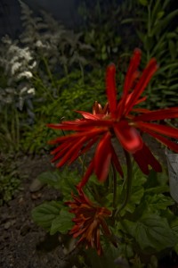 MATTHEW SWARTS A CLOSE-UP VISUAL OF VIBRANT RED FLOWERS WITH LONG PETALS IN A GARDEN AT NIGHT, SURROUNDED BY GREEN LEAVES AND BLURRED WHITE FLOWERS IN THE BACKGROUND, CREATING AN ART-INSPIRED SCENE.