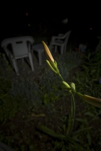 MATTHEW SWARTS A SINGLE UNOPENED ORANGE FLOWER BUD STANDS OUT SHARPLY IN THE FOREGROUND, LIKE A FRAME FROM AN ANIMATION, WITH WHITE PLASTIC CHAIRS AND A TABLE BLURRED IN THE DARK GARDEN BACKGROUND AT NIGHT.