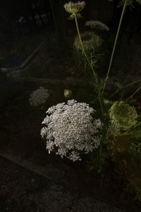 MATTHEW SWARTS CLOSE-UP OF A WHITE QUEEN ANNE’S LACE FLOWER IN BLOOM, SURROUNDED BY GREEN STEMS AND UNOPENED BUDS, WITH A DARK, BLURRED BACKGROUND—CAPTURING NATURE AS ART IN THE DISTINCTIVE STYLE OF MATTHEW SWARTS.