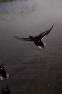 MATTHEW SWARTS A BLURRY PHOTO OF A DUCK IN MID-FLIGHT ABOVE A CALM, GRAYISH BODY OF WATER. THE WINGS ARE SPREAD, SHOWING HINTS OF BLUE AND WHITE FEATHERS—A SCENE REMINISCENT OF ART PHOTOGRAPHY BY MATTHEW SWARTS. THE BACKGROUND IS MISTY AND INDISTINCT.