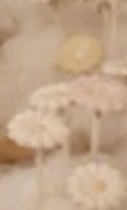 MATTHEW SWARTS BLURRED CLOSE-UP IMAGE OF LIGHT PASTEL-COLORED FLOWERS WITH ROUND PETALS, POSSIBLY ARTIFICIAL, AGAINST A SOFT BEIGE BACKGROUND.