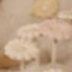 MATTHEW SWARTS ERSE ERSE30 600 334X5501