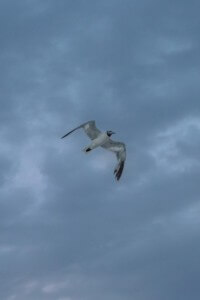 MATTHEW SWARTS A SEAGULL SOARING AGAINST A CLOUDY, OVERCAST BLUE-GRAY SKY, WINGS SPREAD WIDE IN MID-FLIGHT.