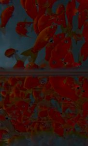 MATTHEW SWARTS A DENSE SCHOOL OF RED AND ORANGE FISH SWIMMING IN DARK WATER, REFLECTED AT THE WATERS SURFACE, CREATING A MIRRORED IMAGE OF THE FISH ABOVE AND BELOW.