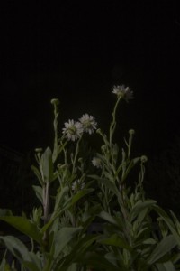 MATTHEW SWARTS WHITE DAISIES WITH TALL GREEN STEMS ARE ILLUMINATED AGAINST A DARK NIGHT BACKGROUND, WITH LEAVES AND BLURRED FOLIAGE VISIBLE AT THE BOTTOM OF THE IMAGE. THE FLOWERS STAND OUT SHARPLY IN THE LOW LIGHT.
