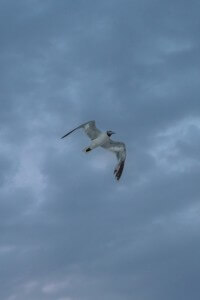 MATTHEW SWARTS A WHITE SEAGULL WITH A BLACK HEAD FLIES THROUGH A CLOUDY, OVERCAST SKY.