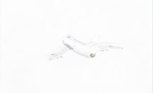 MATTHEW SWARTS  WHITEWHITEWHITE 291