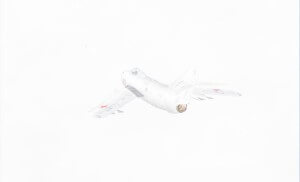 MATTHEW SWARTS  WHITEWHITEWHITE 292