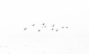MATTHEW SWARTS  WHITEWHITEWHITE 43