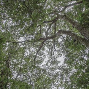 MATTHEW SWARTS MONTEVERDE MG 0216