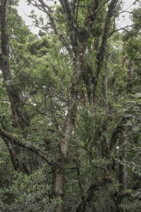 MATTHEW SWARTS MONTEVERDE MG 0258