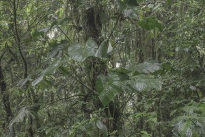 MATTHEW SWARTS MONTEVERDE MG 0277