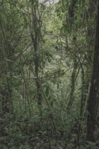 MATTHEW SWARTS MONTEVERDE MG 0279