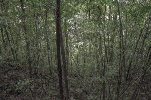 MATTHEW SWARTS MONTEVERDE MG 0295