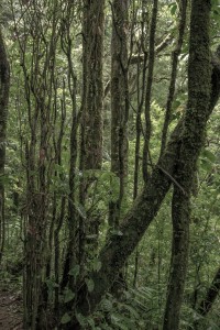 MATTHEW SWARTS MONTEVERDE MG 0311