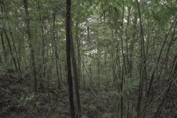 Matthew Swarts, La Reserva Curi Cancha, Monteverde, Costa Rica, 2014.