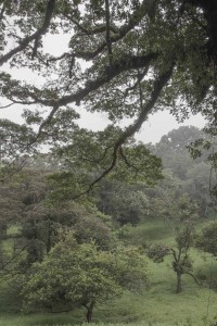 MATTHEW SWARTS MONTEVERDE MG 0238