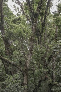MATTHEW SWARTS MONTEVERDE MG 0258