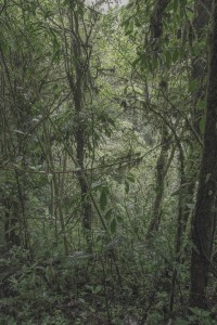 MATTHEW SWARTS MONTEVERDE MG 0279