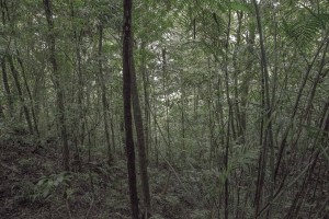 MATTHEW SWARTS MONTEVERDE MG 0295