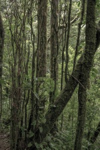 MATTHEW SWARTS MONTEVERDE MG 0311