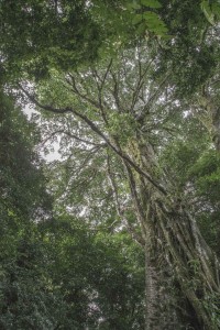 MATTHEW SWARTS MONTEVERDE MONTEVERDE COSTA RICA 2014
