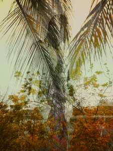 MATTHEW SWARTS  IMG 1312 1C