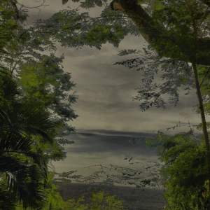 MATTHEW SWARTS GUADELOUPE IMG 5742 1B