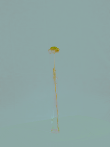 MATTHEW SWARTS  DSC1940 1A2B