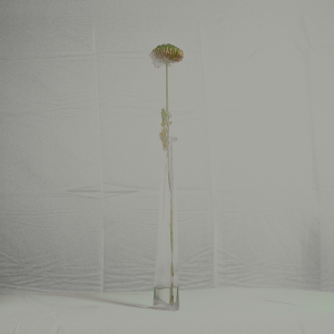 MATTHEW SWARTS FLOWER STUDIES DSC1950 1E